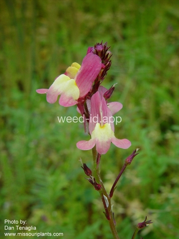 toadflax, Morocco
